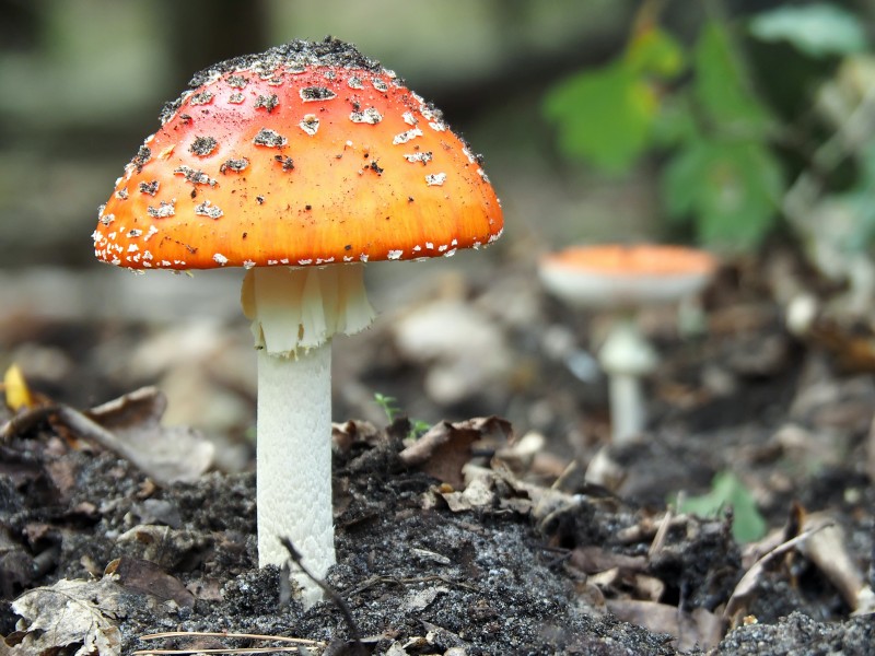 点击大图看下一张：森林中野生的蘑菇图片