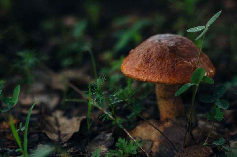 点击大图看下一张：森林中野生的蘑菇图片