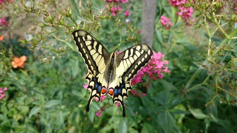 点击大图看下一张：漂亮的绿带翠凤蝶图片
