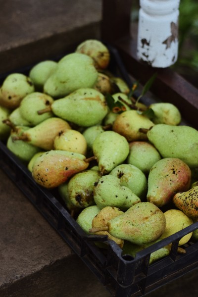 点击大图看下一张:甜度高有营养的梨子图片