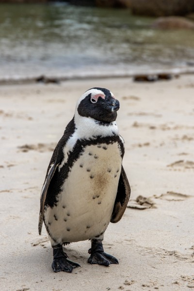 点击大图看下一张：可爱呆萌的企鹅图片