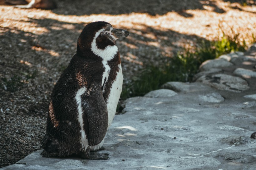 点击大图看下一张：可爱呆萌的企鹅图片