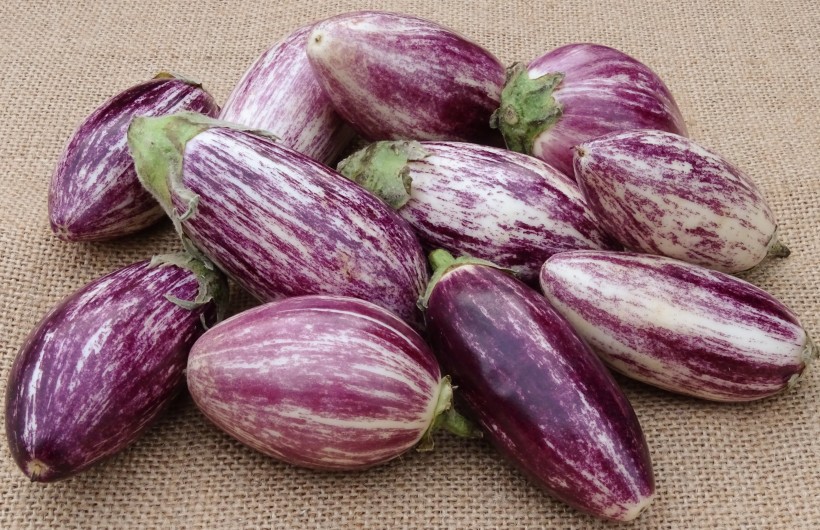点击大图看下一张：营养丰富的紫皮茄子图片