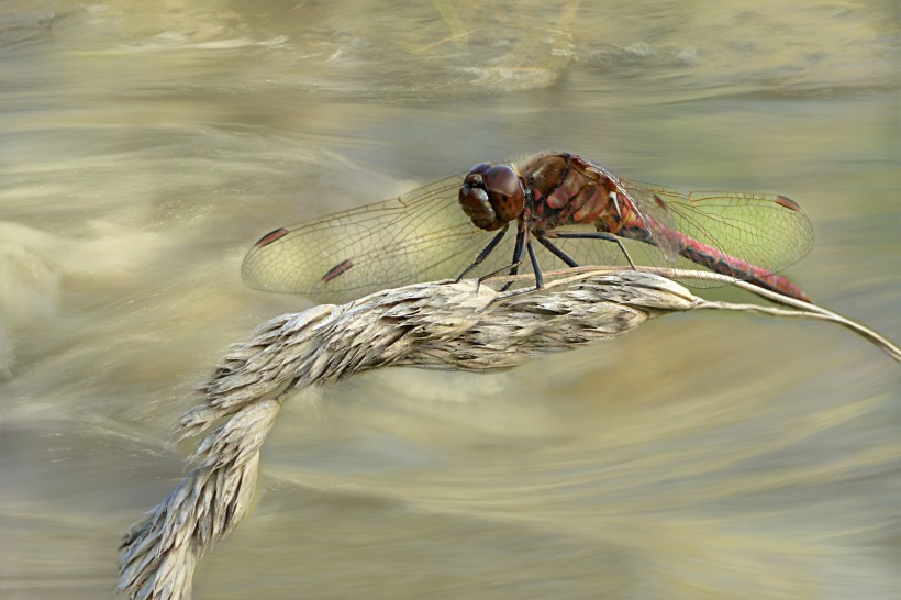 点击大图看下一张：喜欢在河边飞行的蜻蜓图片