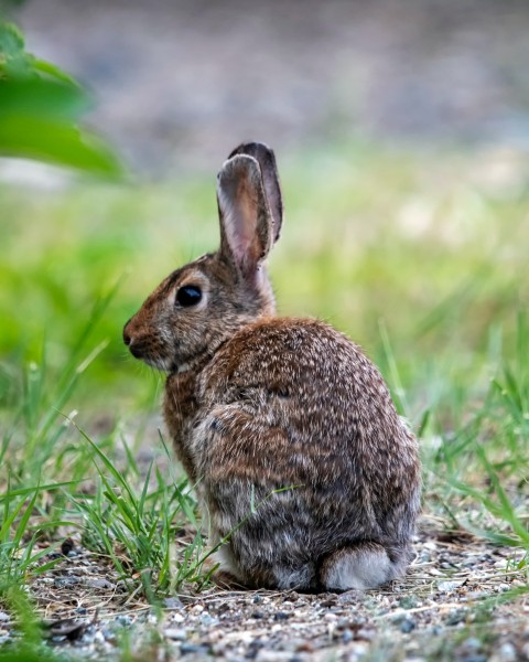 点击大图看下一张：调皮可爱的兔子图片