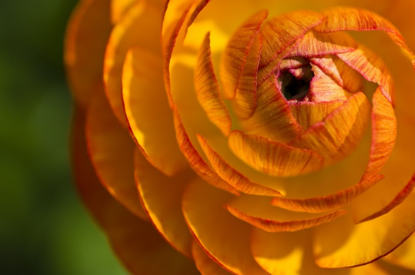 点击大图看下一张：花朵层次分明的花毛茛图片