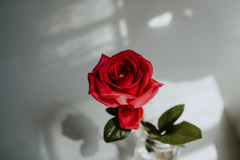点击大图看下一张：鲜艳热情的红玫瑰图片
