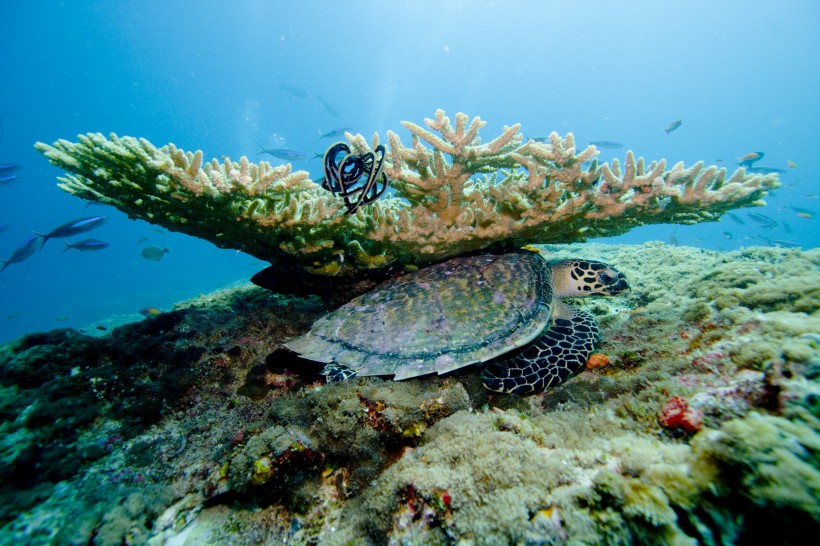 点击大图看下一张：海底五颜六色神奇的珊瑚图片