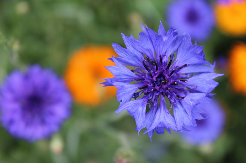 点击大图看下一张：淡雅清新的紫色矢车菊图片
