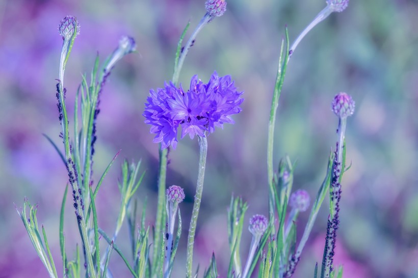 点击大图看下一张：淡雅清新的紫色矢车菊图片