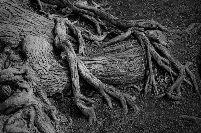 点击大图看下一张：粗糙干枯盘旋的树根图片