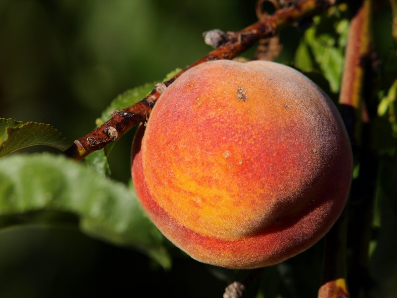 点击大图看下一张：香甜好吃美味营养的水蜜桃图片