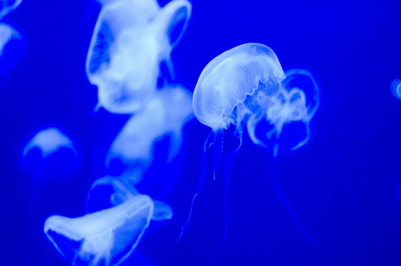 点击大图看下一张：蓝色海洋里伞状的水母图片