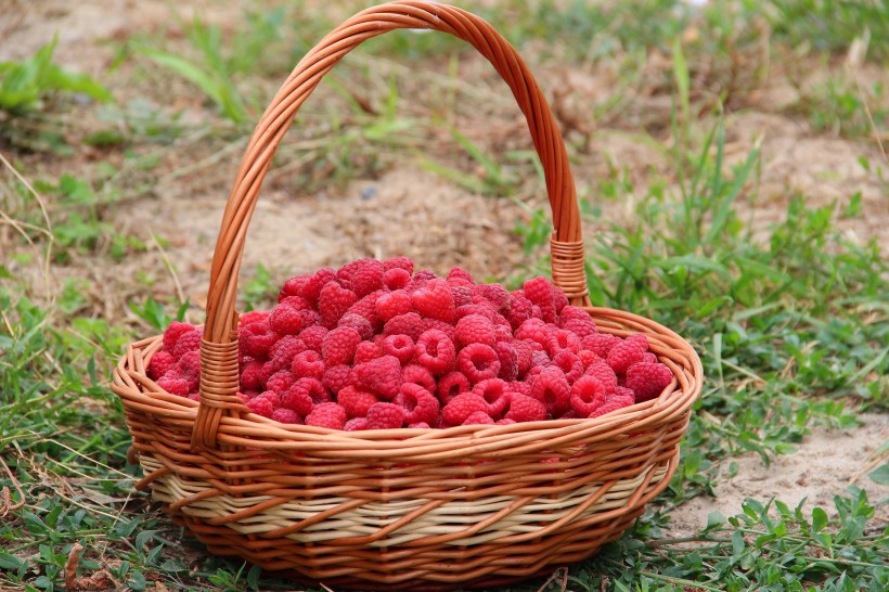 点击大图看下一张：红色香甜的树莓图片