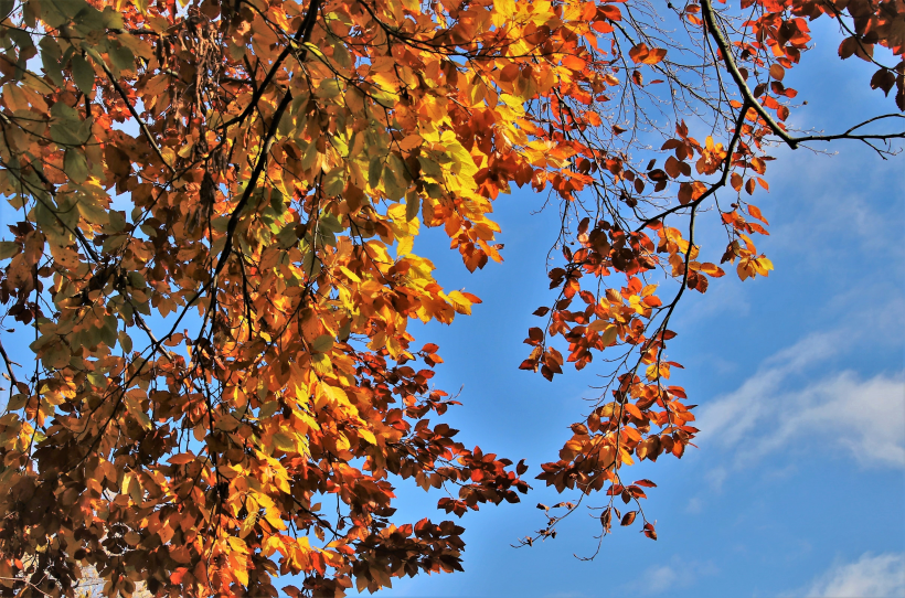 点击大图看下一张：秋天唯美的树叶图片