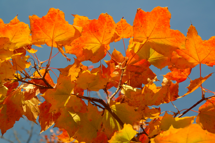 点击大图看下一张：秋天唯美的树叶图片