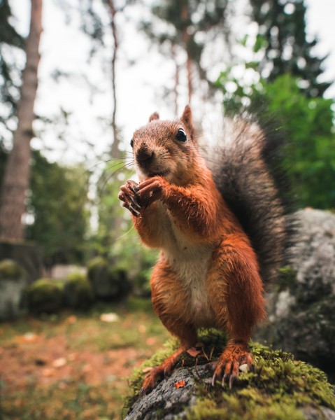 点击大图看下一张：聪明伶俐的红褐色小松鼠图片