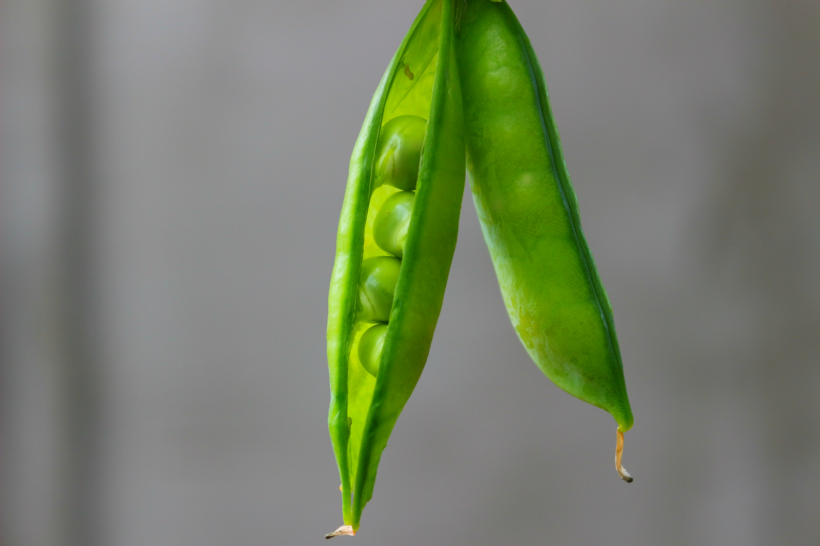 点击大图看下一张：绿色新鲜营养的豌豆图片