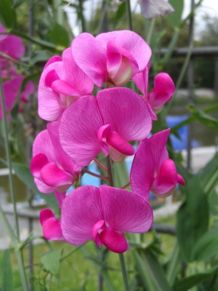 点击大图看下一张:唯美的粉红色豌豆花图片