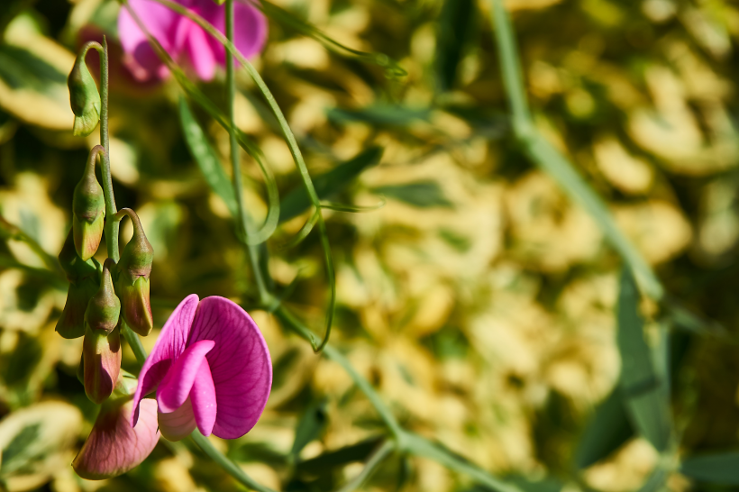 点击大图看下一张：唯美的粉红色豌豆花图片
