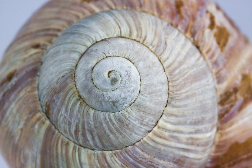 点击大图看下一张：两个触角的软体动物蜗牛图片
