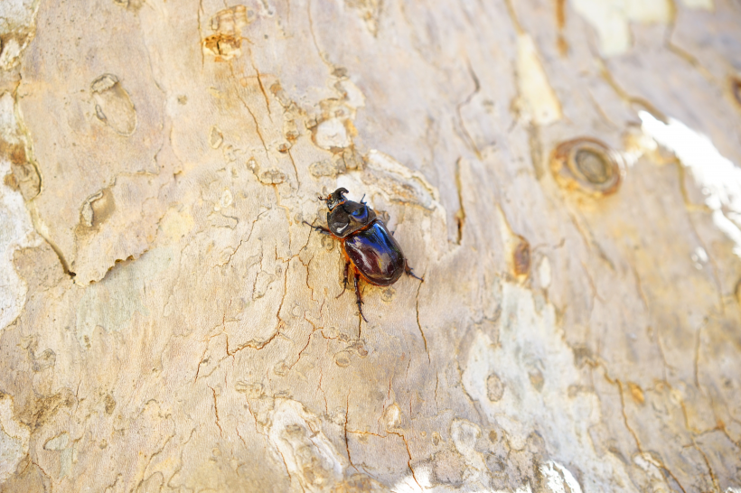 点击大图看下一张：尖角上突的犀牛甲虫图片