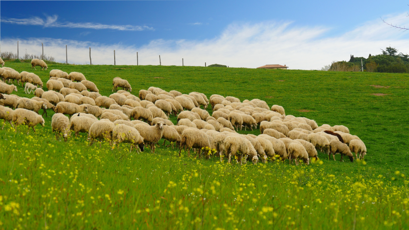点击大图看下一张：牧场里的羊群图片