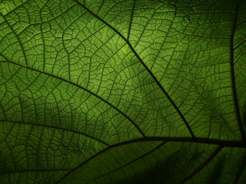 点击大图看下一张：绿色清晰的叶子脉络图片