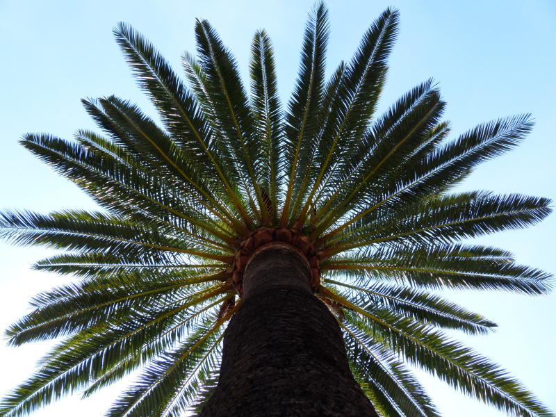 点击大图看下一张：热带椰子树图片