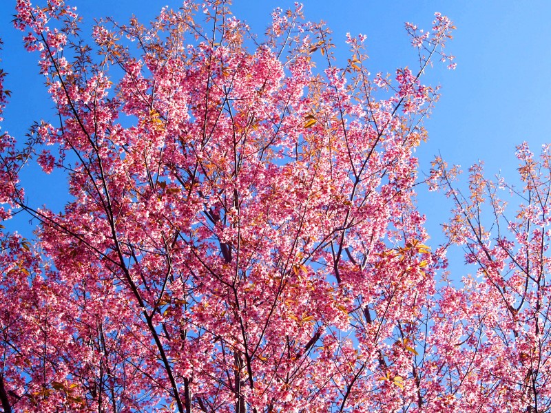 点击大图看下一张：粉嫩娇艳的樱花图片