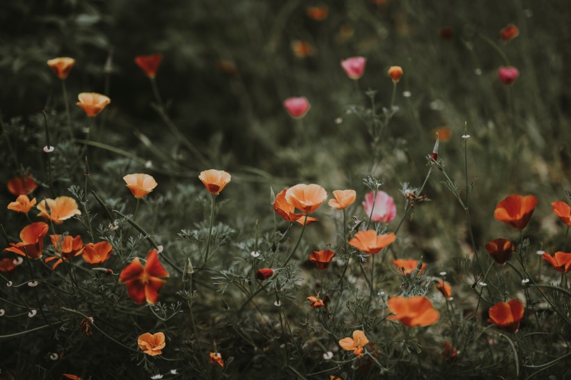 点击大图看下一张：花朵艳丽香气浓郁的罂粟花图片