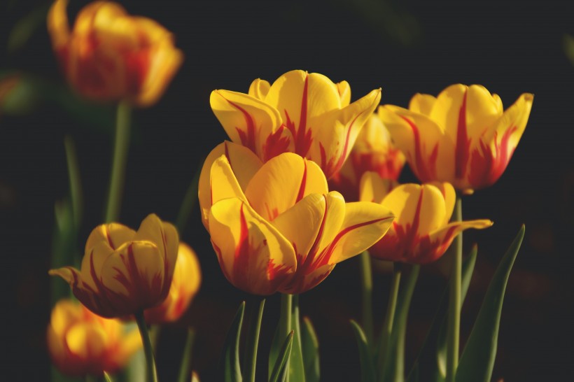 点击大图看下一张：色彩繁多气质优雅的郁金香图片