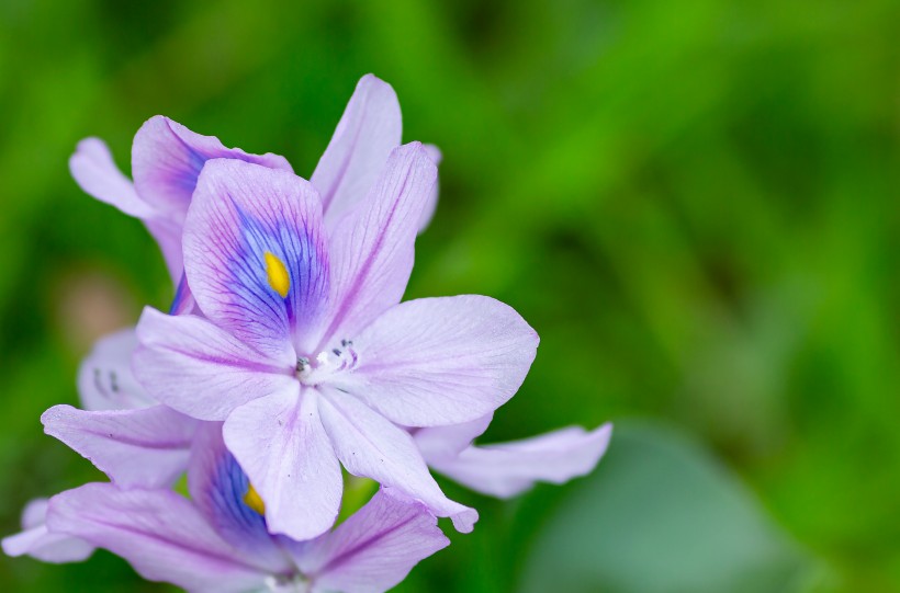 点击大图看下一张：淡紫色清丽的雨久花图片