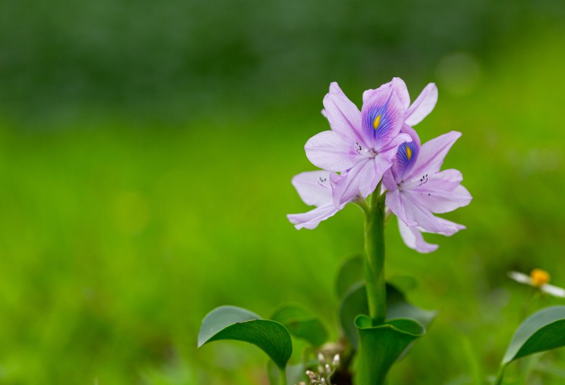 点击大图看下一张：淡紫色清丽的雨久花图片