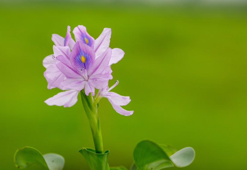 点击大图看下一张：淡紫色清丽的雨久花图片