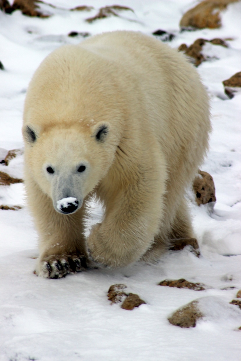 点击大图看下一张：毛茸茸的白色北极熊图片