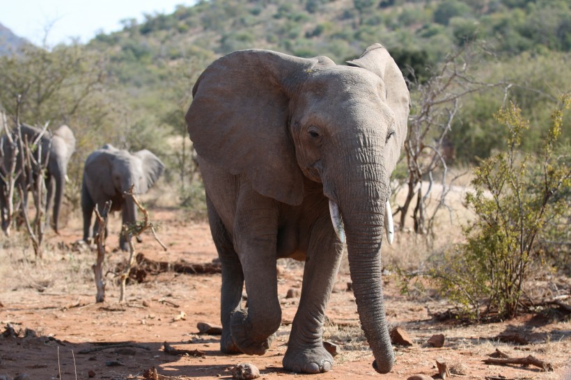 点击大图看下一张：身材魁梧的大象图片