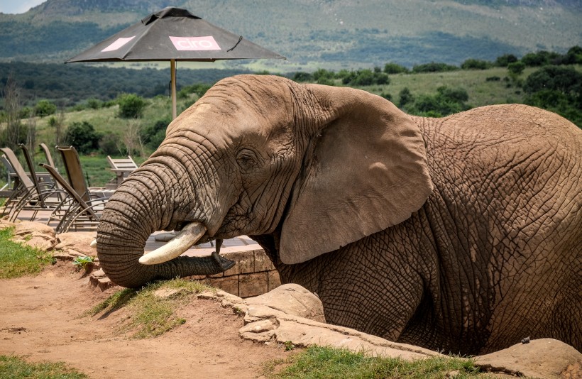 点击大图看下一张：身材魁梧的大象图片