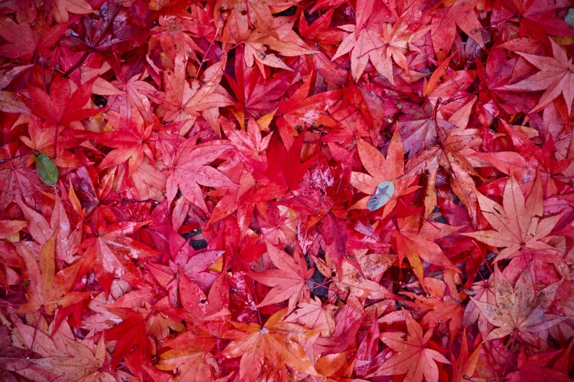 点击大图看下一张：秋天红色的枫叶图片