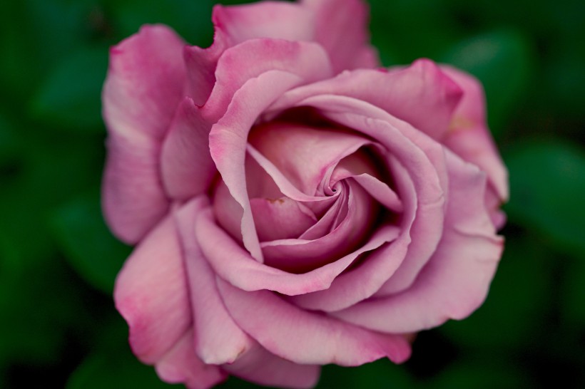 点击大图看下一张：娇艳清新的粉色玫瑰花图片