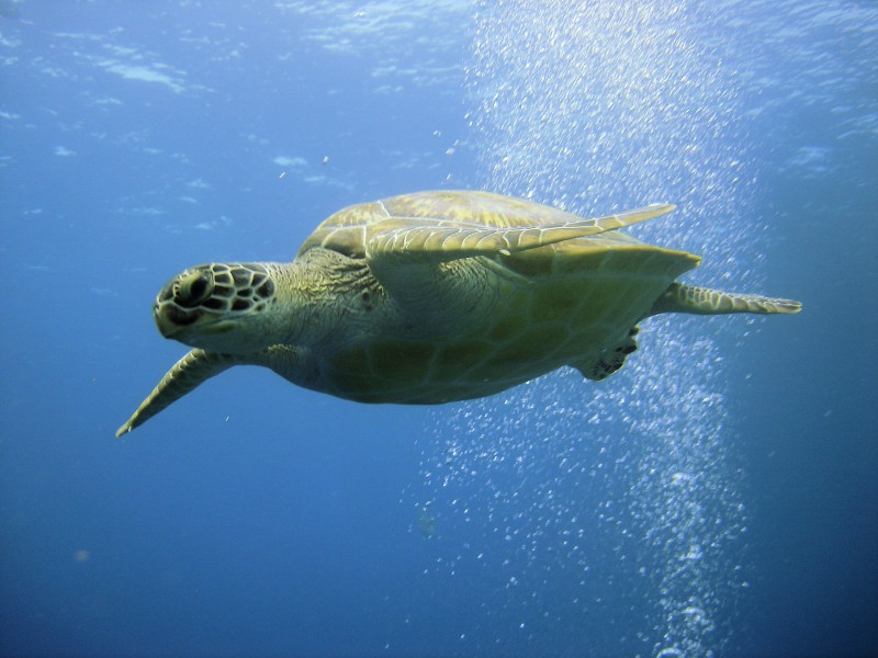 点击大图看下一张：海中畅游的海龟图片