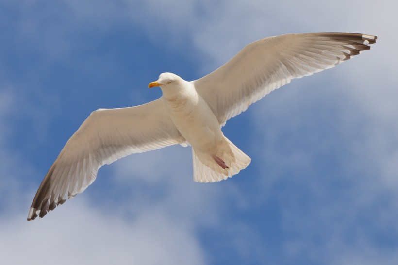 点击大图看下一张：喜欢飞翔的海鸥图片
