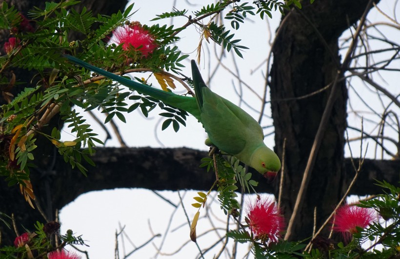 点击大图看下一张：可爱的绿色环颈鹦鹉图片