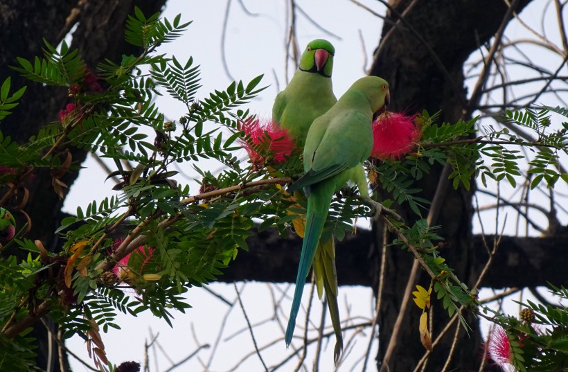 点击大图看下一张：可爱的绿色环颈鹦鹉图片