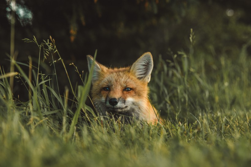 点击大图看下一张：狡猾的尖嘴狐狸图片