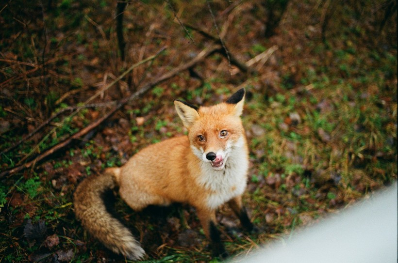 点击大图看下一张：狡猾的尖嘴狐狸图片