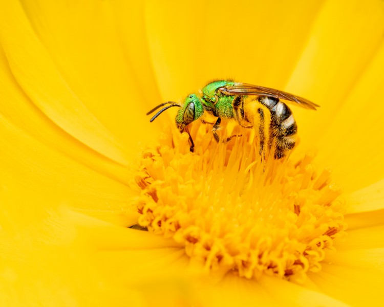点击大图看下一张：采花蜜的小蜜蜂图片