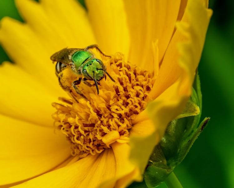 点击大图看下一张：采花蜜的小蜜蜂图片