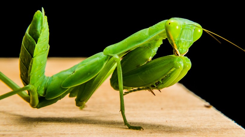点击大图看下一张：绿色威武的螳螂图片