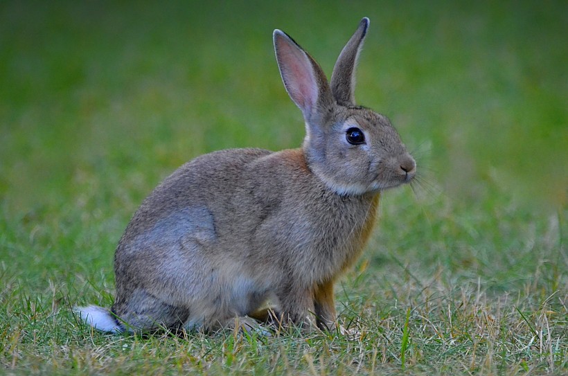 点击大图看下一张：可爱的灰色兔子图片
